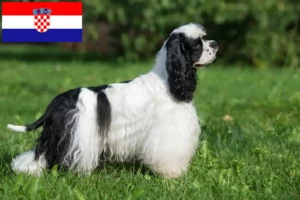 Read more about the article Hodowcy i szczenięta cocker spaniel amerykański w Chorwacja