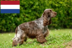 Read more about the article Hodowcy i szczenięta cocker spaniel angielski w Holandia