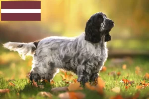 Read more about the article Hodowcy i szczenięta cocker spaniel angielski w Łotwa