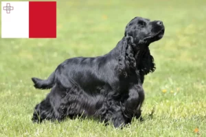 Read more about the article Cocker spaniel angielski hodowcy i szczenięta w Malta