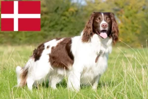 Read more about the article Springer spaniel angielski hodowcy i szczenięta w Dania