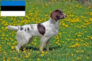 Read more about the article Springer spaniel angielski hodowcy i szczenięta w Estonia