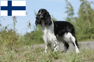 Read more about the article Springer spaniel angielski hodowcy i szczenięta w Finlandia