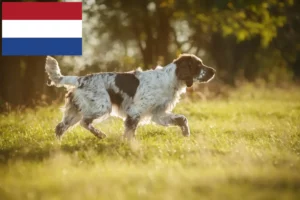 Read more about the article Hodowcy i szczenięta Springer spaniel angielski w Holandia