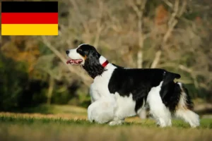 Read more about the article Springer spaniel angielski hodowcy i szczenięta w Niemcy