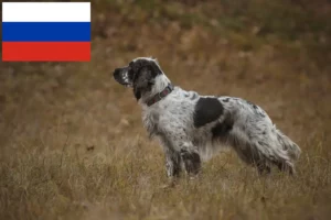 Read more about the article Springer spaniel angielski hodowcy i szczenięta w Rosja