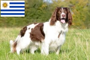 Read more about the article Springer spaniel angielski hodowcy i szczenięta w Urugwaj