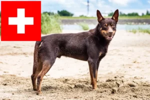 Read more about the article Hodowcy i szczenięta Australian Kelpie w Szwajcaria