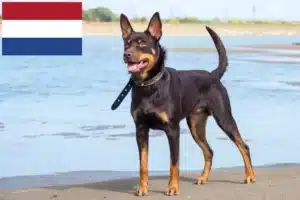 Read more about the article Hodowcy i szczenięta Australian Kelpie w Holandia