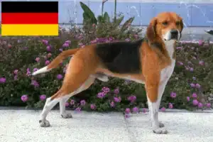 Read more about the article Hodowcy i szczenięta Beagle harrier w Niemcy