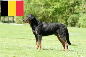 Read more about the article Hodowcy i szczenięta Beauceron w Belgia