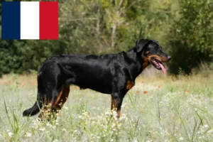 Read more about the article Hodowcy i szczenięta Beauceron w Francja