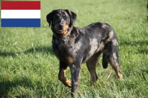 Read more about the article Hodowcy i szczenięta Beauceron w Holandia