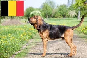 Read more about the article Hodowcy psów rasy Bloodhound i szczenięta w Belgia