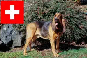 Read more about the article Hodowcy psów rasy Bloodhound i szczenięta w Szwajcaria