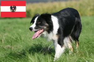 Read more about the article Hodowcy i szczenięta Border collie w Austria