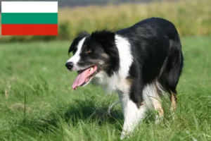 Read more about the article Border collie hodowcy i szczenięta w Bułgaria