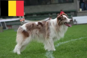 Read more about the article Border collie hodowcy i szczenięta w Belgia