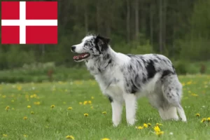 Read more about the article Border collie hodowcy i szczenięta w Dania