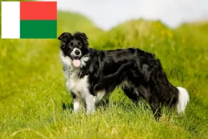 Read more about the article Border collie hodowcy i szczenięta w Madagaskar