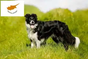 Read more about the article Border collie hodowcy i szczenięta w Cypr