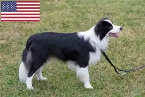 Read more about the article Border collie hodowcy i szczenięta w USA