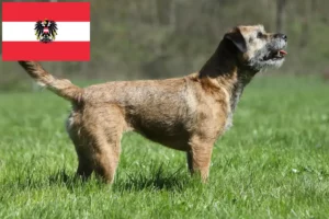 Read more about the article Hodowcy i szczenięta Border terrier w Austria