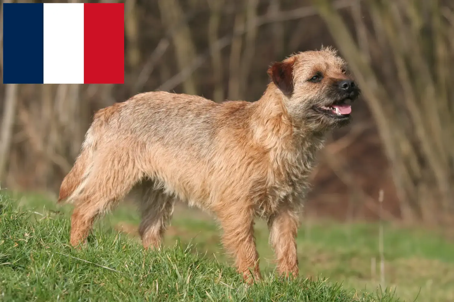 Read more about the article Border terrier hodowcy i szczenięta w Francja