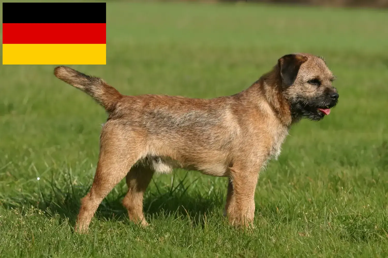 Read more about the article Border terrier hodowcy i szczenięta w Niemcy