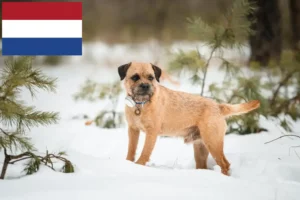 Read more about the article Hodowcy i szczenięta rasy Border terrier w Holandia