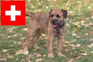 Read more about the article Border terrier hodowcy i szczenięta w Szwajcaria