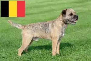 Read more about the article Border terrier hodowcy i szczenięta w Belgia