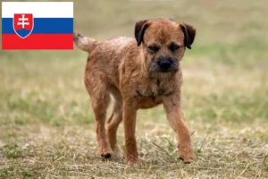 Read more about the article Border terrier hodowcy i szczenięta w Słowacja