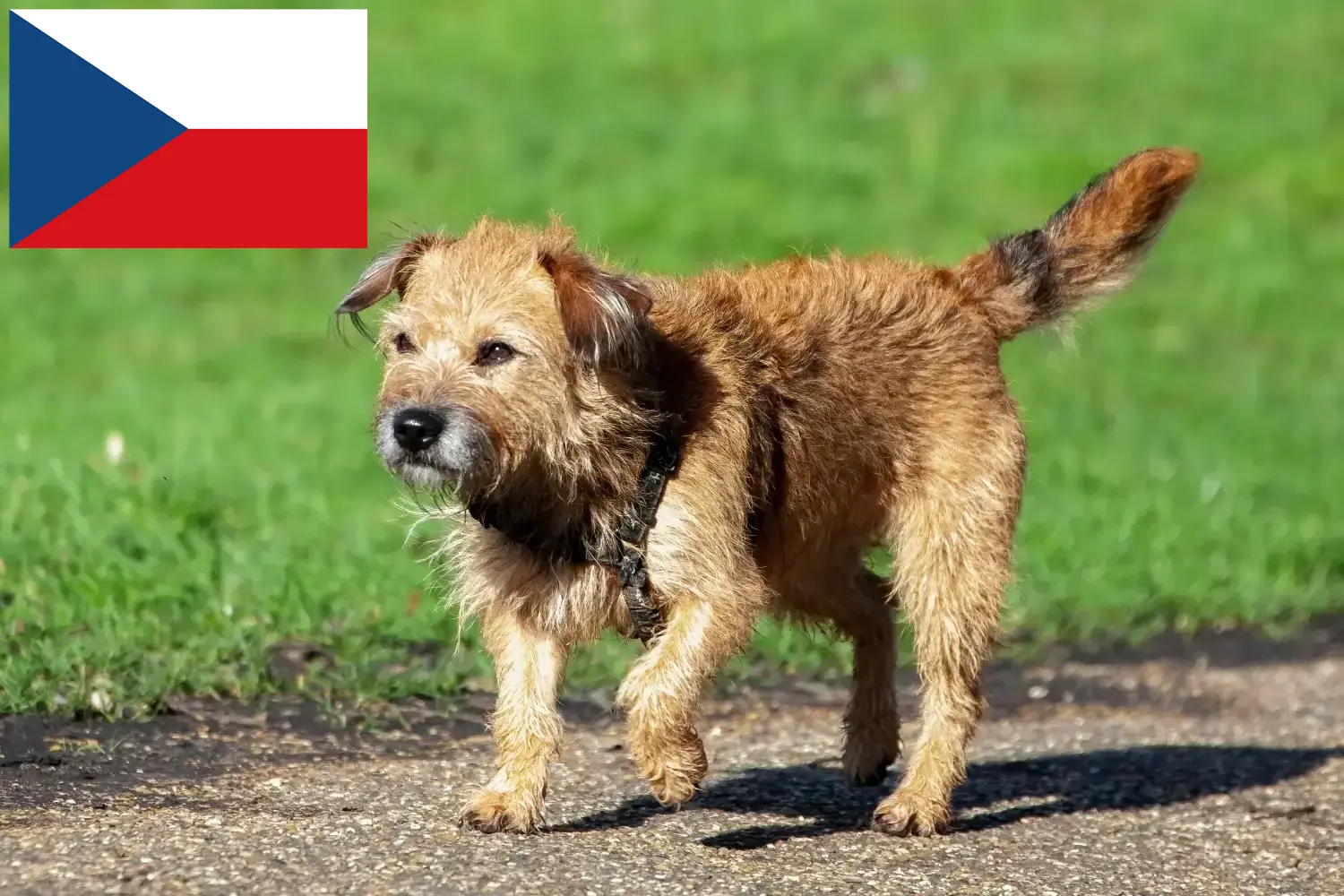 Read more about the article Hodowcy i szczenięta Border terrier w Czechy