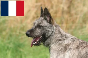 Read more about the article Bouvier des Ardennes hodowcy i szczenięta w Francja