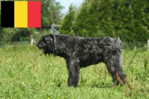 Read more about the article Hodowcy i szczenięta Bouvier des Flandres w Belgia