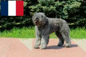 Read more about the article Bouvier des Flandres hodowcy i szczenięta w Francja