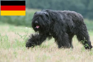 Read more about the article Hodowcy i szczenięta Bouvier des Flandres w Niemcy