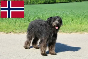 Read more about the article Hodowcy i szczenięta Bouvier des Flandres w Norwegia