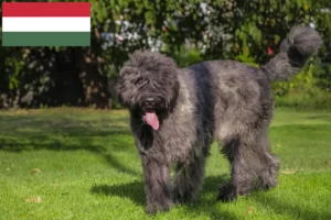 Read more about the article Hodowcy i szczenięta Bouvier des Flandres w Węgry