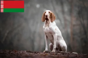 Read more about the article Bracco Italiano hodowcy i szczenięta w Białoruś