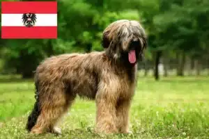 Read more about the article Hodowcy i szczenięta Briard w Austria