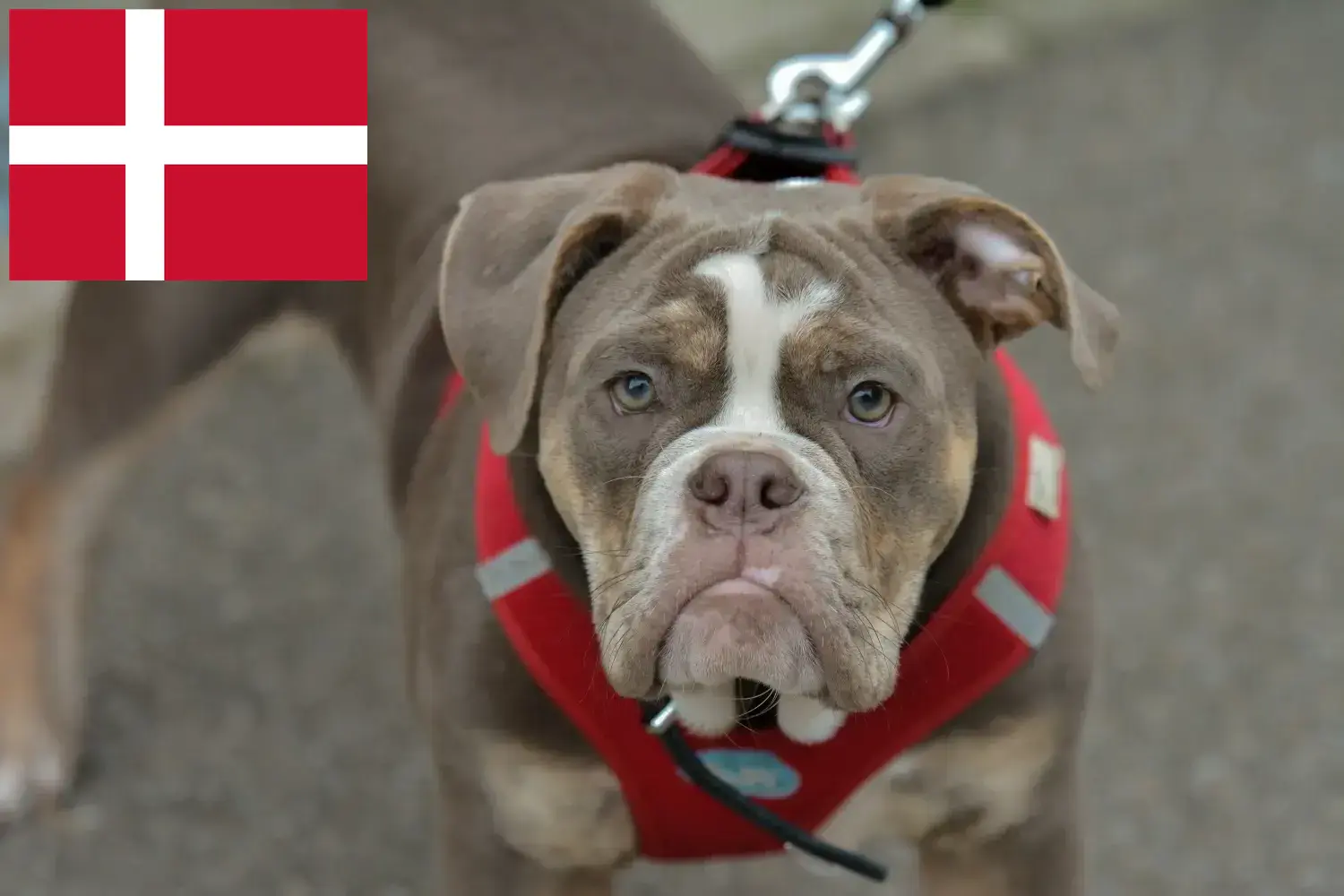 Read more about the article Hodowcy i szczenięta Buldog staroangielski w Dania