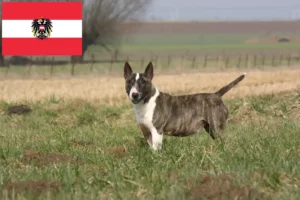 Read more about the article Hodowcy i szczenięta bull terrier w Austria