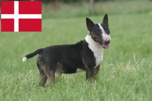 Read more about the article Hodowcy i szczenięta bull terrier w Dania