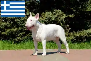 Read more about the article Hodowcy i szczenięta bull terrier w Grecja