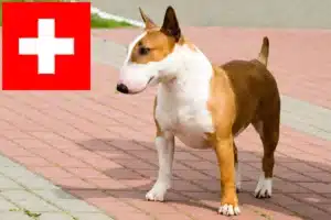 Read more about the article Hodowcy i szczenięta bull terrier w Szwajcaria