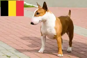 Read more about the article Hodowcy i szczenięta bull terrier w Belgia