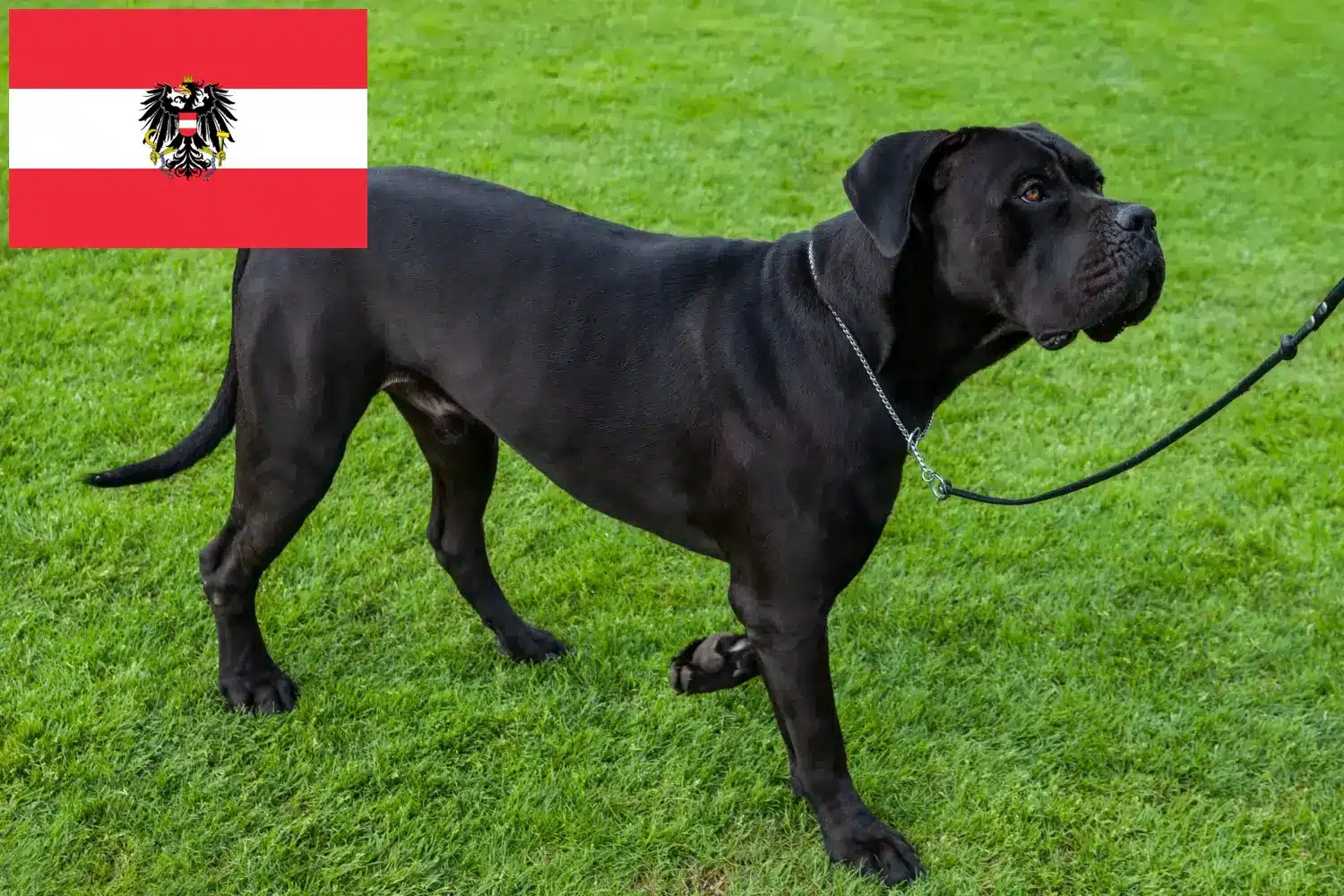 Read more about the article Cane corso włoski hodowcy i szczenięta w Austria