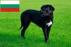 Read more about the article Cane corso włoski hodowcy i szczenięta w Bułgaria